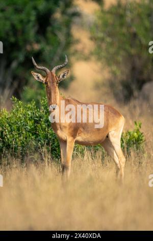 Coke hartebeest (Alcelaphus buselaphus cokii) stands in savannah watching camera in Serengeti National Park; Tanzania Stock Photo