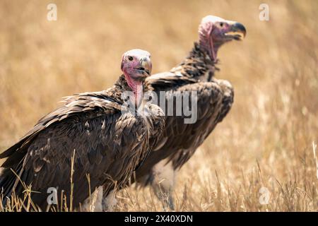 Close-up portrait of two lappet-faced vultures (Torgos tracheliotos) standing on grass; Serengeti National Park, Tanzania, Africa Stock Photo