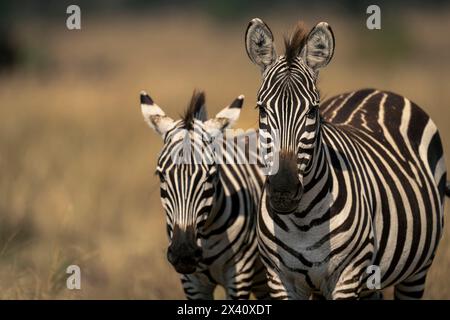 Close-up of two plains zebras standing on the grasslands, staring; Serengeti National Park, Tanzania, Africa Stock Photo