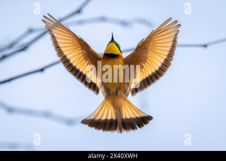 Stunning, close-up portrait of a little bee-eater (Merops pusillus) flying upwards, spreading translucent wings against a blue sky Stock Photo