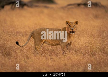 Male lion (Panthera leo) stands in grass watching camera in Serengeti National Park; Tanzania Stock Photo