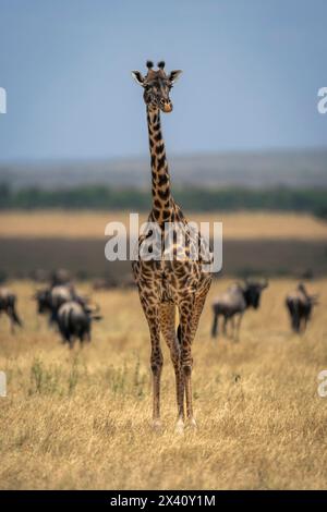 Masai giraffe stands on plain with wildebeest Stock Photo