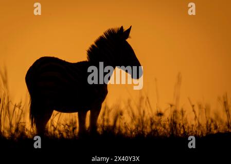 Plains zebra (Equus quagga) standing at sunrise on horizon in Serengeti National Park; Tanzania Stock Photo
