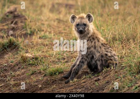 Spotted hyena (Crocuta crocuta) lies on bank watching camera in Serengeti National Park; Tanzania Stock Photo