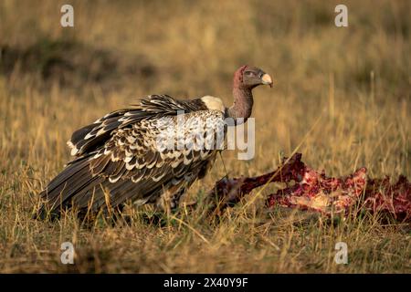 Ruppell's vulture (Gyps rueppelli) with bloodied neck near carcase in Serengeti National Park; Tanzania Stock Photo