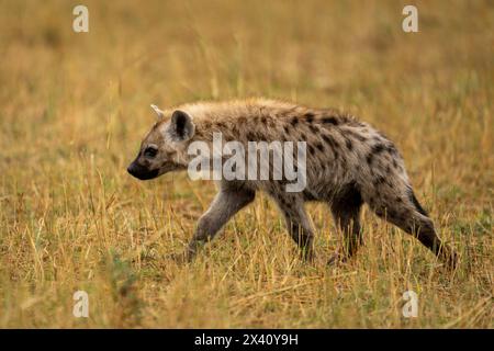 Spotted hyena (Crocuta crocuta) walks across savannah in sunshine in Serengeti National Park; Tanzania Stock Photo