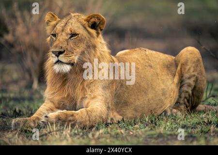 Young male lion (Panthera leo) lies on short grass in Serengeti National Park; Tanzania Stock Photo