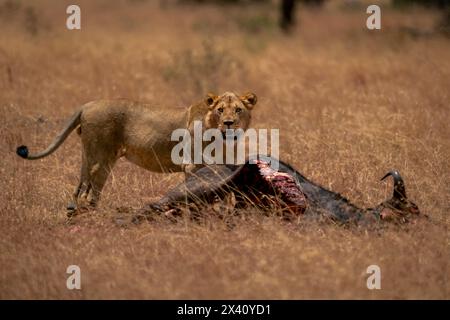 Young male lion (Panthera leo) stands guarding wildebeest carcase in Serengeti National Park; Tanzania Stock Photo