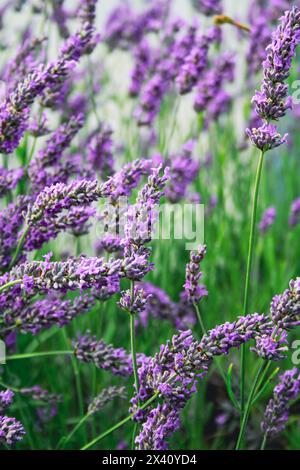 close up shot of lavender flowers Stock Photo