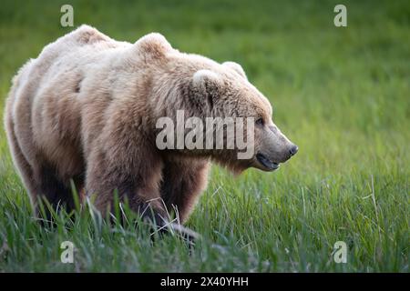 Brown bear (Ursus arctos) pauses on a sedge flat near McNeil River in Southwest Alaska. Sedges are surprisingly high in protein and are a favored f... Stock Photo