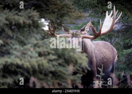 Large bull moose (Alces alces) peers from a spruce thicket late in the rut in Southcentral Alaska's Chugach State Park Stock Photo