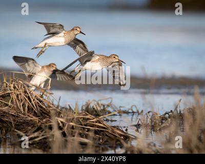 Pectoral sandpipers (Calidris melanotos) prepare to land in South-central Alaska's Susitna Flats during spring migration in May Stock Photo