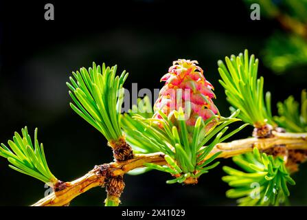 Close up of a larch cone in early spring; Calgary, Alberta, Canada Stock Photo