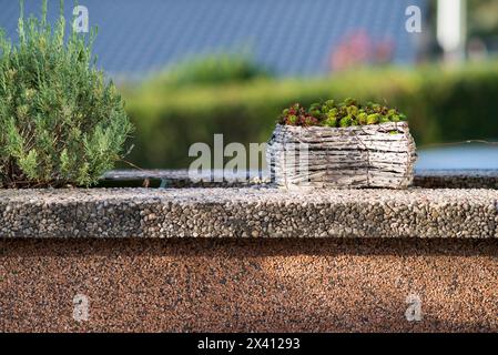 Decorative plants in pots on a stone wall, close-up Stock Photo