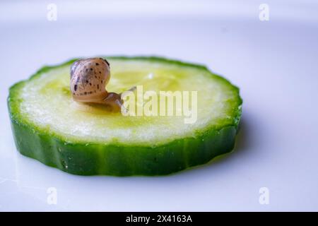A small snail on a slice of cucumber Stock Photo