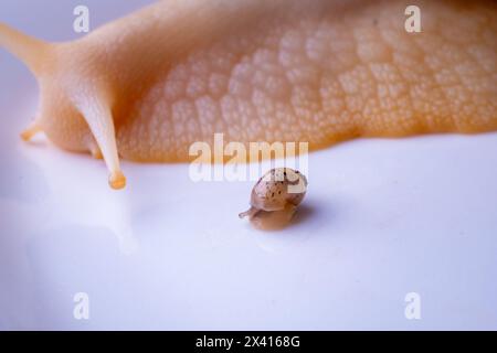 A large snail next to a small baby snail Stock Photo