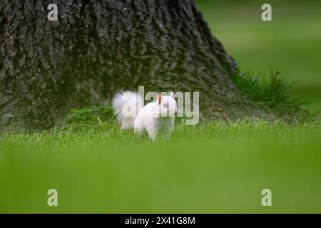An albino eastern gray squirrel in green grass in the city park in Olney, Illinois. The town is known for its population of white squirrels. Stock Photo