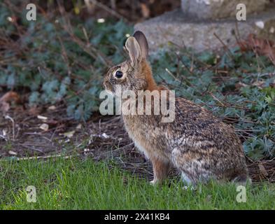 Closeup Eastern Cottontail bunny rabbit in a park in spring Stock Photo