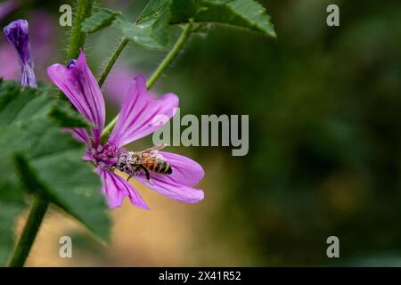 Close-up of a honey bee pollinating vibrant purple Common Mallow flowers in summer, Cambridge, England, UK Stock Photo