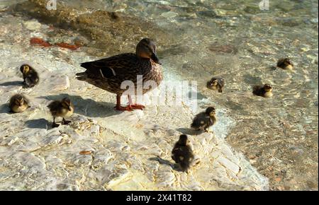 Mallard wild ducks and ducklings (Anas platyrhynchos), Lake Garda, Italy Stock Photo