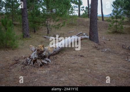 fallen pine on the ground while trekking Stock Photo
