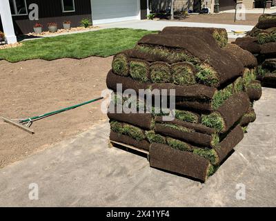 Rolls of fresh sod grass piled on wood pallets for installation, and trimmed pieces, at a new home. Some rolls have been placed on the yard in the bac Stock Photo