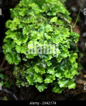 Overleaf Pellia or Common Pellia, Pellia epiphylla, Pelliaceae. A thallose liverwort growing on the edge of a rainforest path. Monteverde Rainforest. Stock Photo