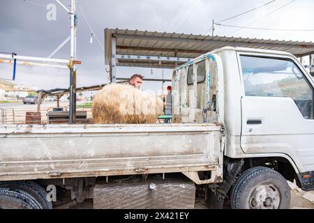 The sheep is being prepared for Eid al-Adha, to be sacrificed and distributed to the poor and less fortunate people Stock Photo