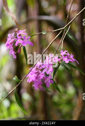 Panama orchid, Epidendrum (Oerstedella) centradenia, Orchidaceae. Monteverde, Costa Rica, Central America. Stock Photo