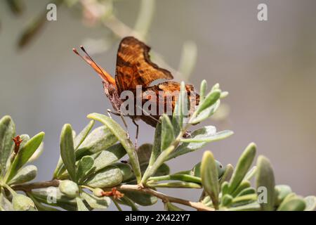 Satyr comma or Polygonia satyrus perching on a boxthorn plant at the riparian water ranch in Arizona. Stock Photo