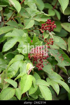 Hill raspberry, Mysore raspberry, Ceylon raspberry, Snowpeaks raspberry, Rubus niveus, Rosaceae. Monteverde, Costa Rica, Central America. Stock Photo