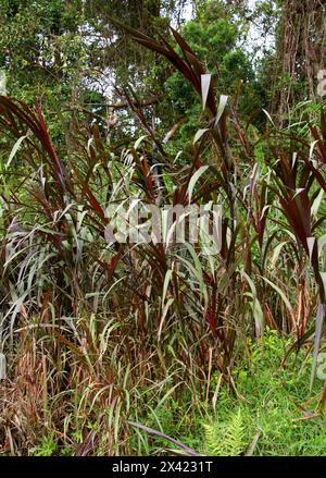 Purple Sugarcane, Saccharum officinarum, Poaceae.  Monteverde, Costa Rica, Central America. Stock Photo