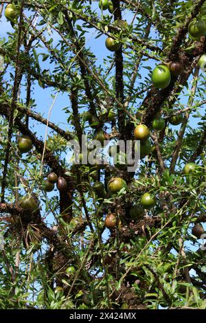 Calabash Fruit, Crescentia cujete, Bignoniaceae. Central and South America. Aka Ayale, Calabacero, Totumo, Cujete, and Miracle Fruit. Stock Photo