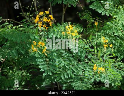 Poinciana, Peacock flower, Mexican Bird of Paradise, Dwarf Poinciana, Pride of Barbados, Flos Pavonis or Flamboyant-de-jardin, Caesalpinia pulcherrima Stock Photo