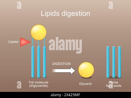 Lipids digestion. Lipolysis. Enzymes lipase that catalyzes the hydrolysis of fats. Lipid metabolism from triglyceride to Three fatty acids,  and Glyce Stock Vector