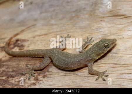 Introduced Indo-Pacific Gecko in Australia Stock Photo