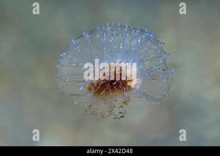 Free floating capitate structure of a pink puffball sponge, Oceanapia sagittaria, Lembeh Strait, Indonesia Stock Photo