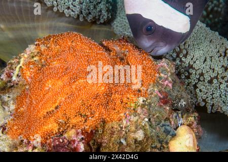 Male Saddleback anemonefish, Amphiprion polymnus, aerating its eggs, Lembeh Strait, North Sulawesi, Indonesia Stock Photo