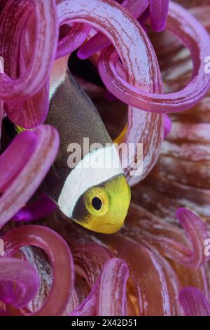 Juvenile Saddleback anemonefish, Amphiprion polymnus, Lembeh Strait, North Sulawesi, Indonesia Stock Photo