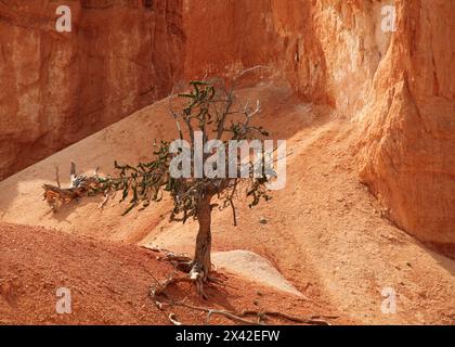 Intermountain Bristlecone Pine (Pinus longaeva) along Peak-A-Boo Loop Trail in Bryce Canyon National Park, Utah Stock Photo