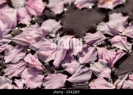Pink cherry blossom petals float in a puddle after a rain shower in Vancouver, Canada. Stock Photo