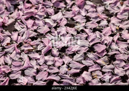 Pink cherry blossom petals float in a puddle after a rain shower in Vancouver, Canada. Stock Photo
