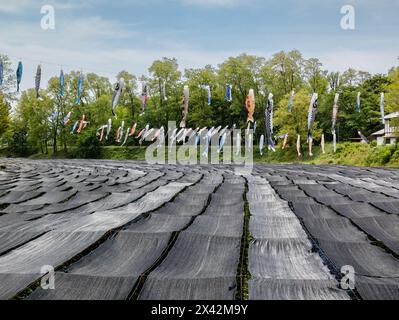 Rows of Wasabi plants growing in a flowing stream at a Wasabi farm in Azumino City, Nagano prefecture. Stock Photo