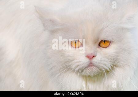 The Russian White, Russian Black, and Russian Tabby are breeds of cat created in 1971, derived from the Russian Blue Stock Photo