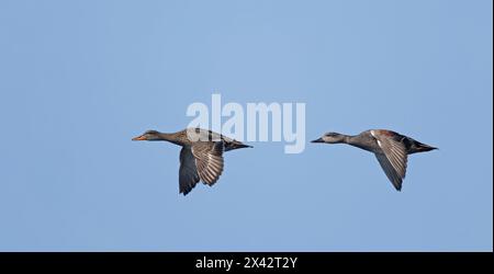 Pair of Gadwall in flight Stock Photo