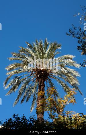 Beautiful palm tree on the blue background Stock Photo