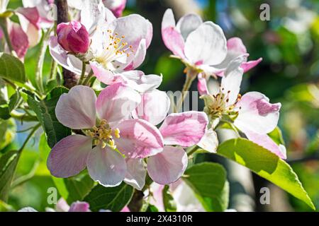 blossoming apple tree. Garden pests and diseases Stock Photo - Alamy