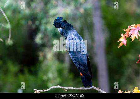 Red-tailed black cockatoo (Calyptorhynchus banksii) Perched with out of focus background, Bickley, Western Australia. Stock Photo