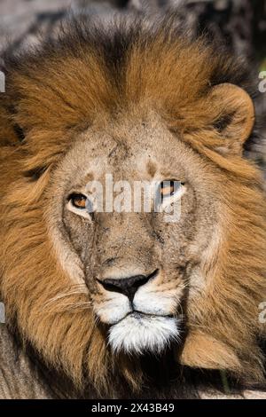Close-up portrait of a male lion, Panthera leo. Moremi Game Reserve, Okavango Delta, Botswana Stock Photo