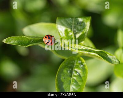 A single ladybird feeding on aphids on the young shoot tips of Euonymus alatus Stock Photo